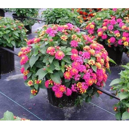 100 Hạt Giống Hoa Ngũ Sắc Nhiều Màu - Kèm Qùa Tặng Và Hướng dẫn Ươm Trồng