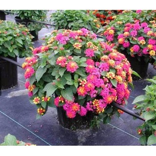 100 Hạt Giống Hoa Ngũ Sắc Nhiều Màu - Kèm Qùa Tặng Và Hướng dẫn Ươm Trồng