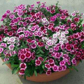 Cẩm chướng đơn mix