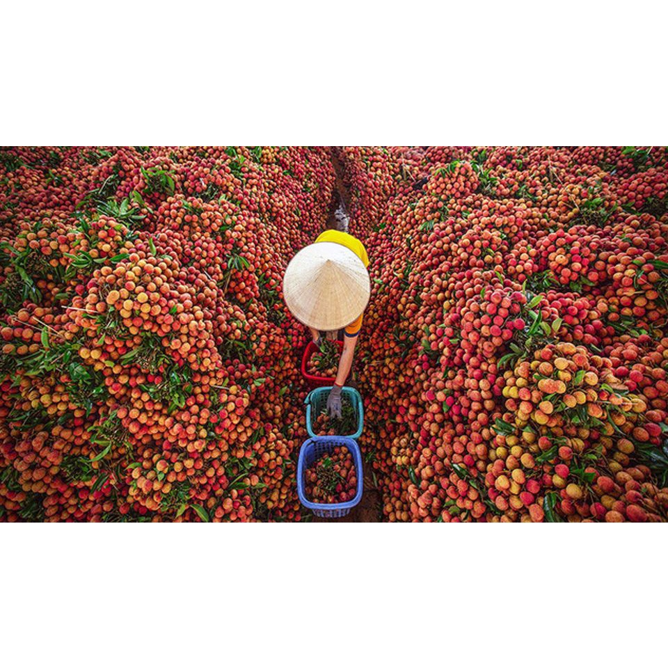 VẢI SẤY KHÔ LỤC NGẠN BẮC GIANG LOẠI NGON túi 500gr