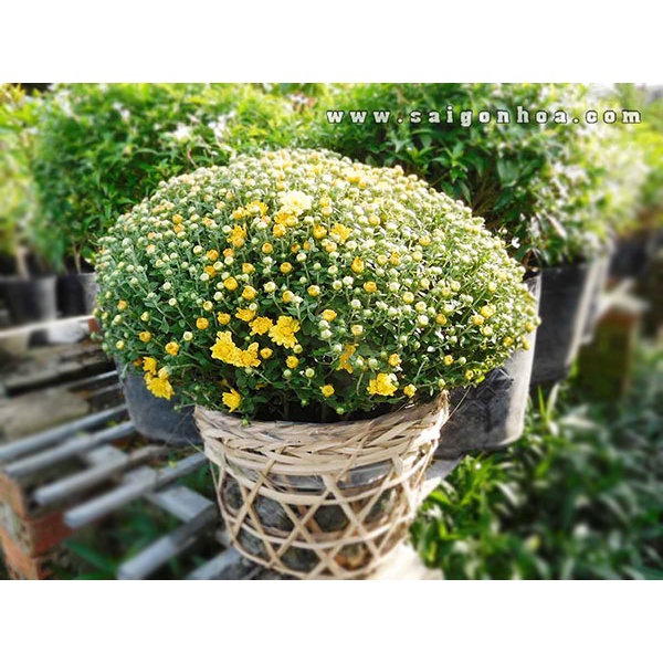 Cây giống cúc mâm xôi 🌴Mua 4 tặng 1 cây bất kỳ🌴