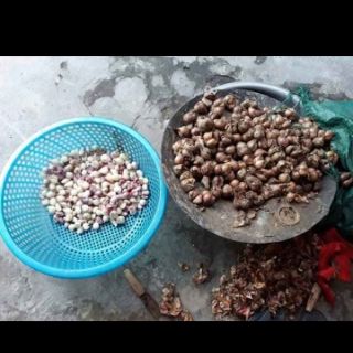 Hộp 500g hành ta phi thơm vàng giòn