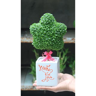 Cây may mắn hình ngôi sao