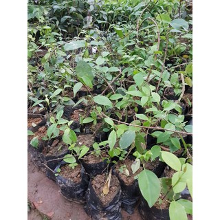 Cây lá giang chua🎋🎋TẶNG LỌ SIÊU KÍCH RỄ 🎋🎋 Với đơn hàng thanh toán trước