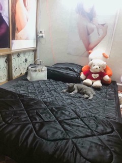Drap phi lụa Thái Tuấn