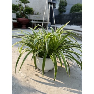 Chậu treo Mến Khách, Chậu treo lan phát tài, cây mẫu tử, Cây dây nhện