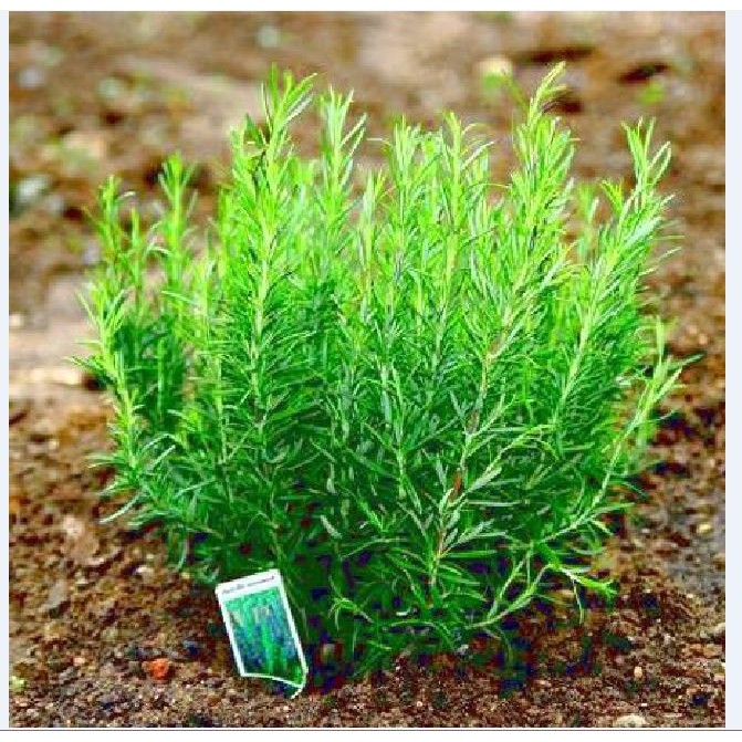 Hạt Giống Cây Hương Thảo Rosemary 20 hạt/gói- Tặng gói kích mầm hạt