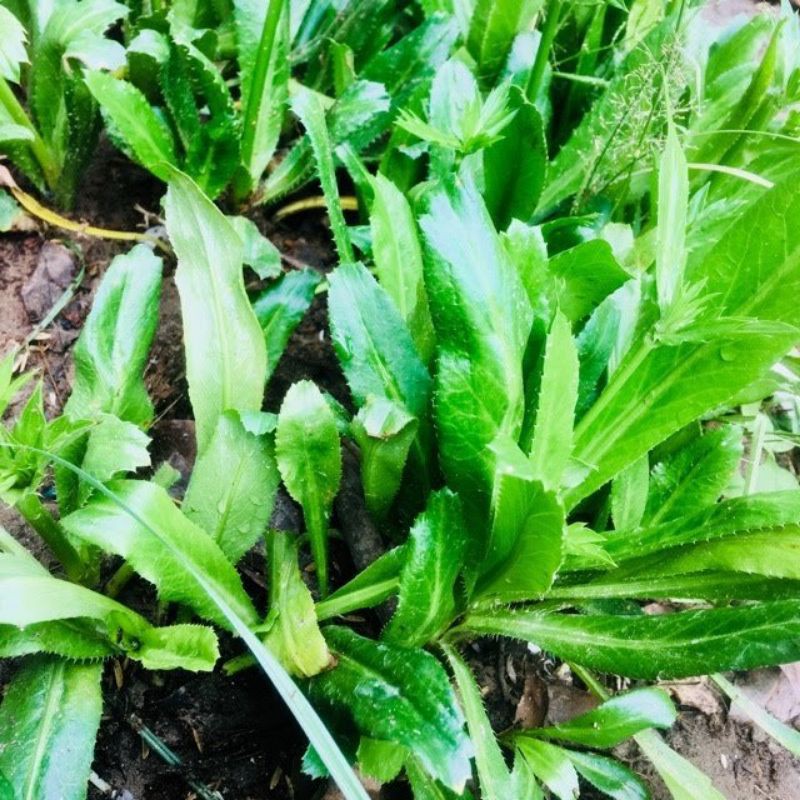 chậu ngò gai