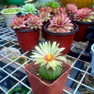 Xương rồng aster cay như ảnh