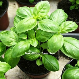 Hạt giống rau húng tây basil ý - loại rau đặc biệt, dễ trồng quanh năm.