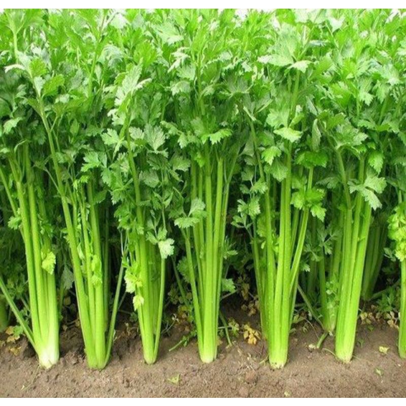 Hạt Giống Rau Cần Tây HN gói 5g
