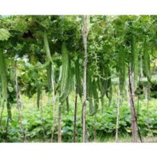 Hạt giống mướp nhật (tặng kèm phân)