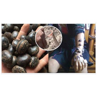 HẠT ĐẬU LÀO CHỮA ĐỘC RẮN CẮN, CÔN TRÙNG CẮN (10 hạt)