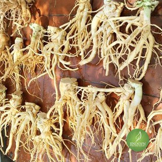 Rễ Đinh Lăng (1Kg khô) - OLF49