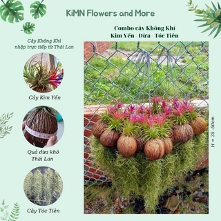 Cây không khí Kim Yến Tóc Tiên Quả dừa Thái Lan, cây cảnh lọc không khí