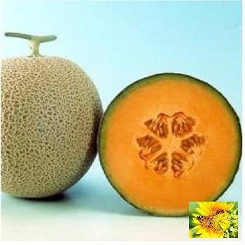 Hạt giống Dưa lưới F1