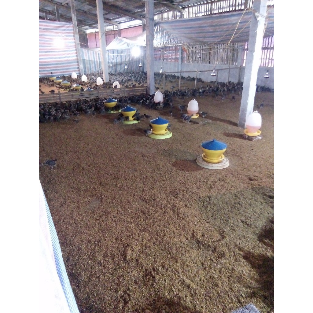 Máng tập ăn cho gà.