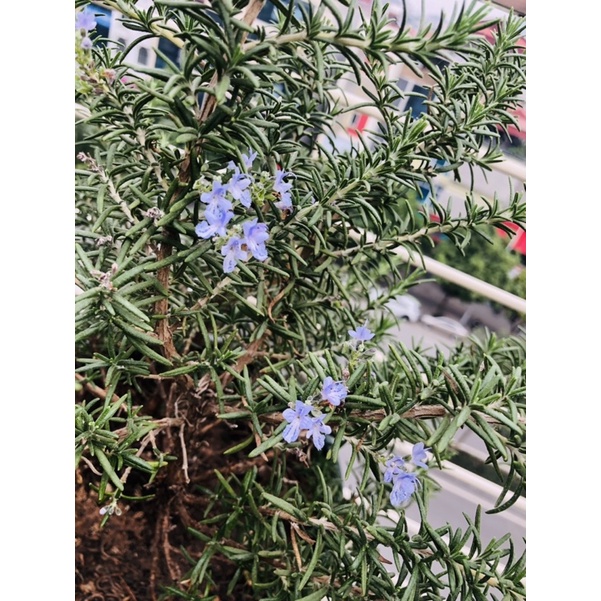 Hoả tốc HN - Cây giống hương thảo rủ - creeping rosemary