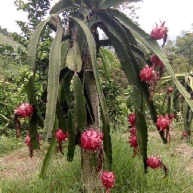 Cây giống Thang Long ruột đỏ