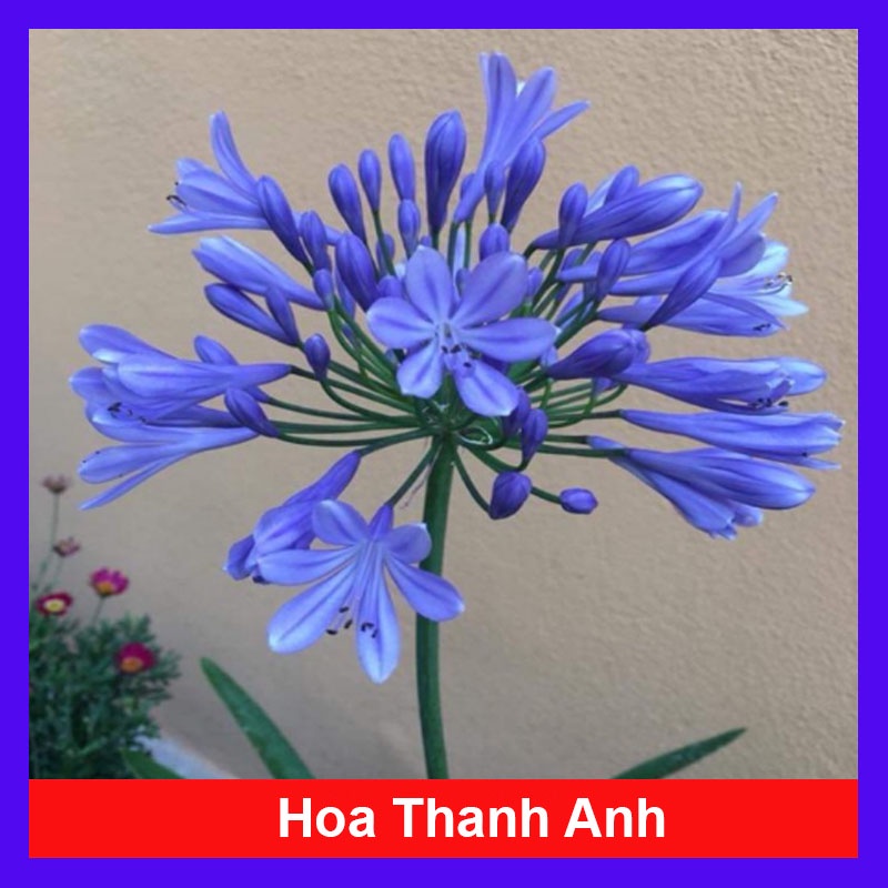 Củ Hoa Thanh Anh - cây cảnh để bàn - caykiengsadec