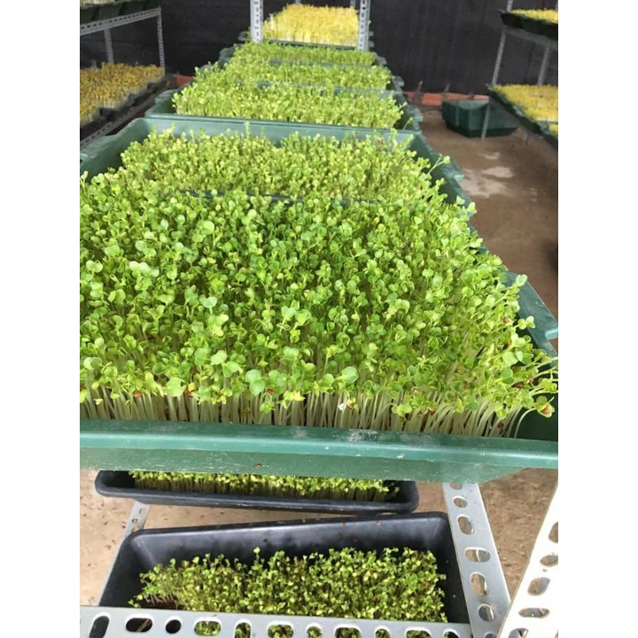 1 Kg Hạt Giống Rau Muốn Mầm