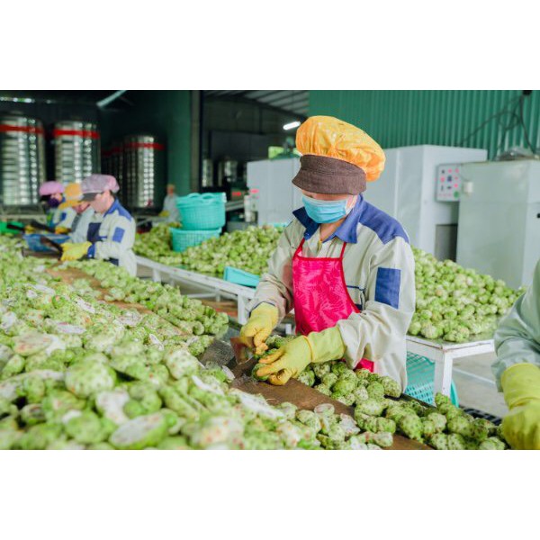 TINH CHẤT CÔ ĐẶC TRÁI NHÀU - NONI EXTRACT | BigBuy360 - bigbuy360.vn