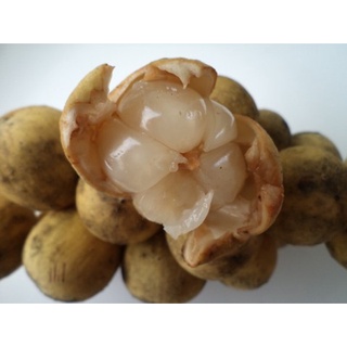 CÂY GIỐNG BÒN BON ( sản phảm có bảo hành bao đổi trả)