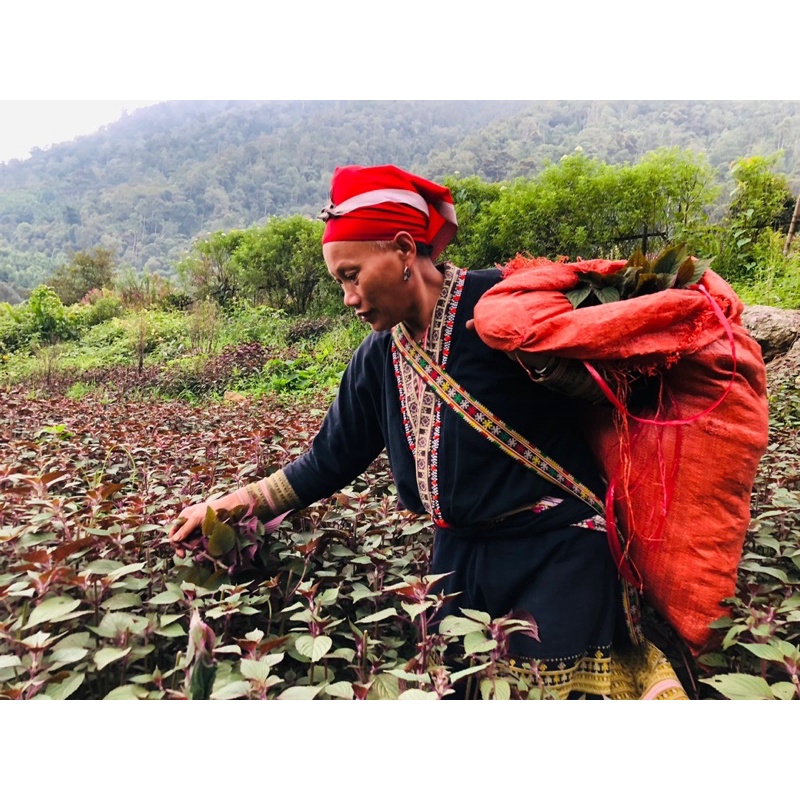 Cao Tía tô 100 gr và các sản phẩm tía tô( 100% nguyên chất)