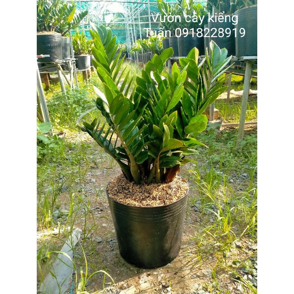 Cây kim tiền ( kim phát tài ) loại 1
