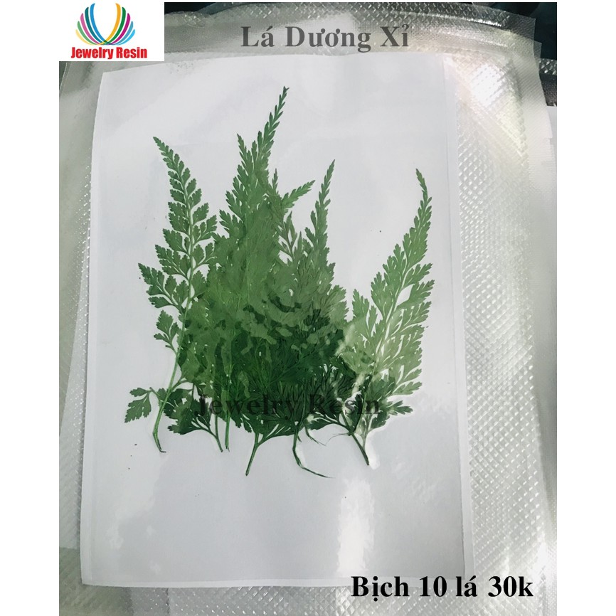 Lá Dương Xỉ Khô dùng làm đồ handmade resin