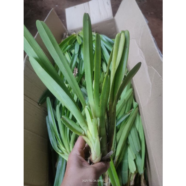 Kiếm tiên vũ 1 tép