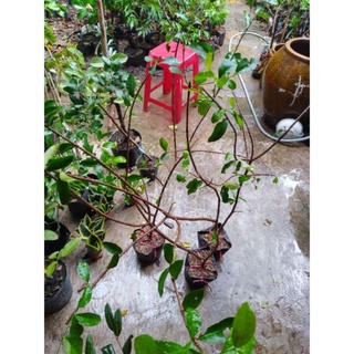 chậu sơ ri ngọt ( h 2,3), chậu nuôi