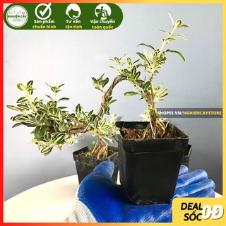 Mua Cây bạch tuyết mai bonsai mini để bàn  trồng tiểu cảnh  bán cạn