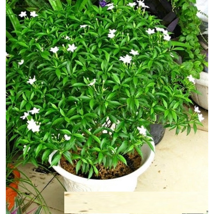 BẦU CÂY GIỐNG MAI VẠN PHÚC