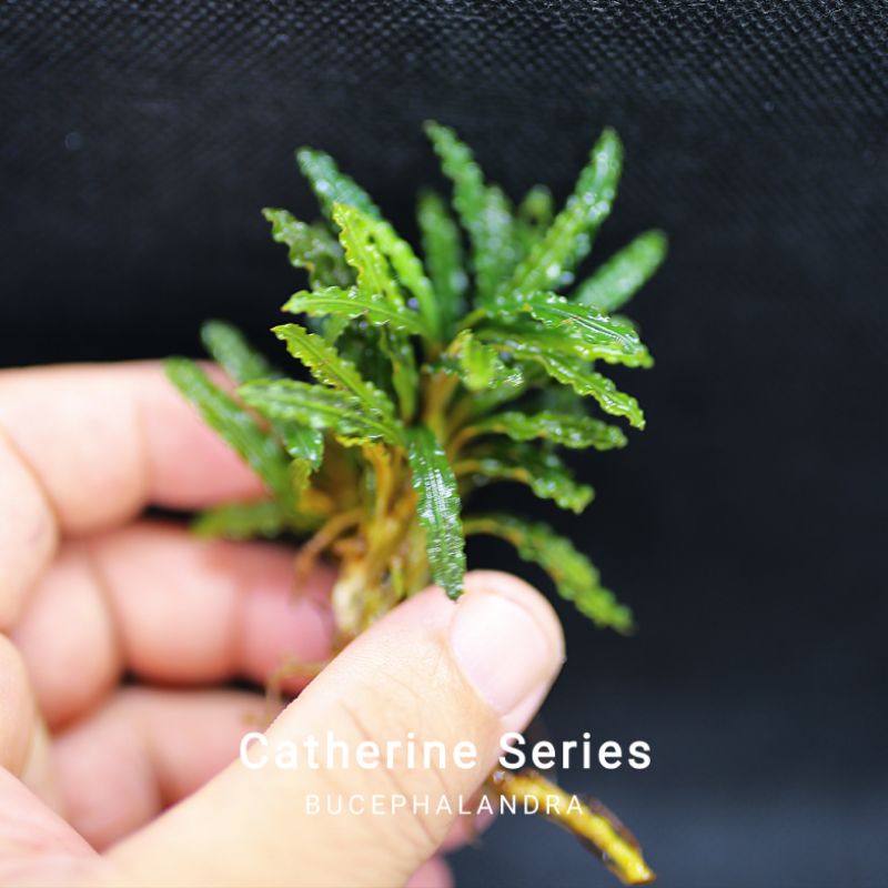 Bucep Catherine Series | Hàng ngọn | Cây thủy sinh