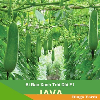 Hạt giống Bí Đao Xanh Trái Dài F1 JAVA