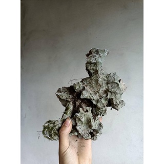 Đá ghép cây bonsai mini,trang trí bể cá cảnh
