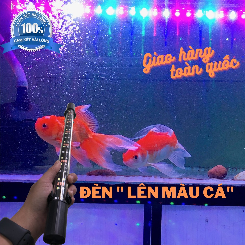 Đèn bể cá SOI CÁ CẢNH dành cho hồ cá cảnh