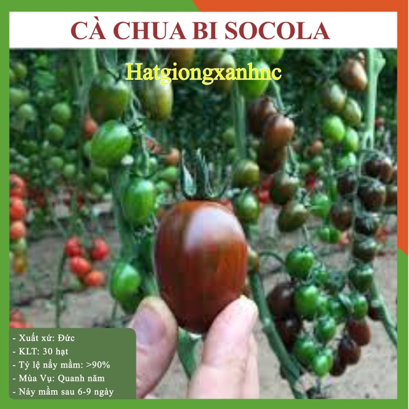 Hạt giống cà chua bi Socola, gói 30 hạt, kháng bệnh tốt. rau củ quả trồng ban công, sân thượng, thùng xốp.