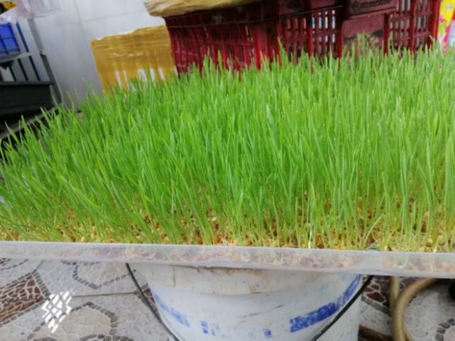 2kg Hạt Giống Cỏ Mèo - trồng cỏ cho mèo ăn.