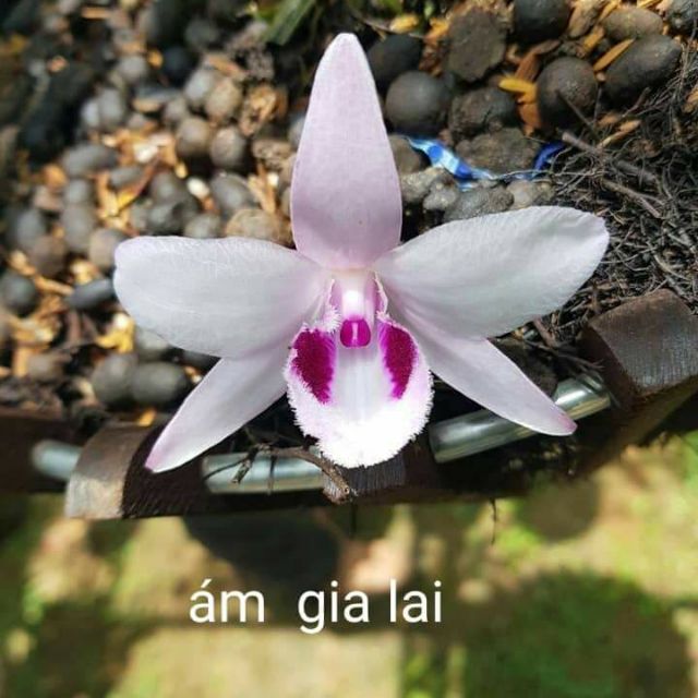 Hoa phong lan - ám gia lai