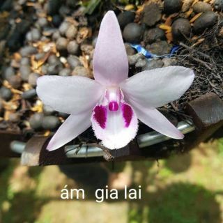 Hoa phong lan - ám gia lai