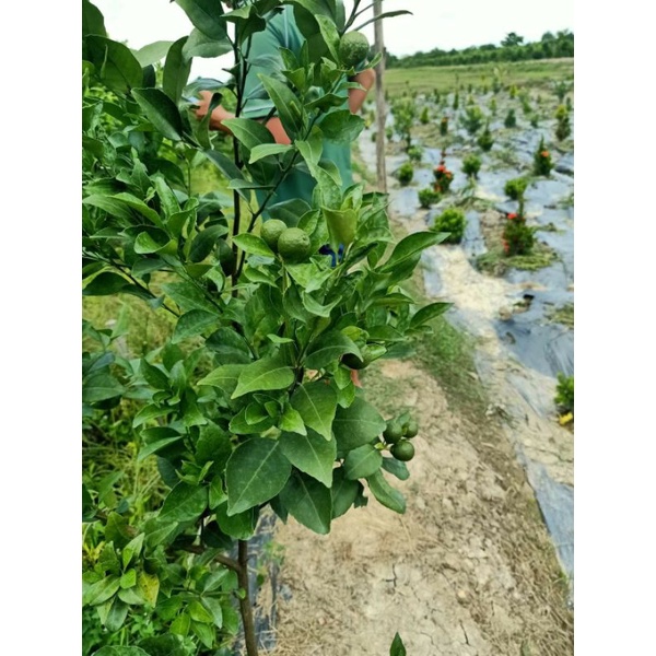 Cây Quýt Đường Siêu Trái Cực Ngọt.