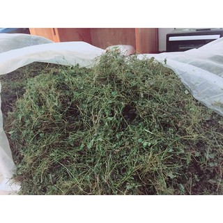 Trà giảo cổ lam 5 lá Sapa (gói 500g), mỡ máu, mát gan, tiểu đường, chất lượng cam kết