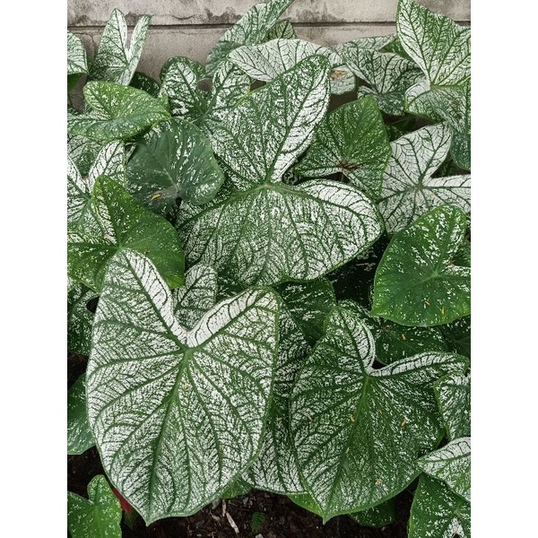 Củ môn trắng - caladium white christmas