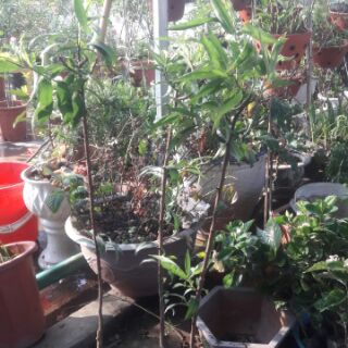 CÂY GIỐNG HOA ĐÀO BÍCH