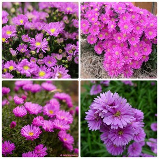 Hạt Giống Hoa Cúc Thạch Thảo Hồng gói 50 hạt (TẶNG gói kích thích hạt nảy mầm)