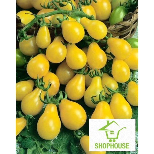 shophouse Gói 30 hạt giống cà chua lê vàng SHOP HOUSE TẾT KHUYẾN MẠI
