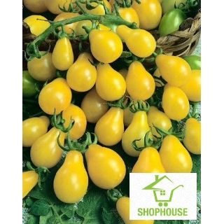 shophouse Gói 30 hạt giống cà chua lê vàng  SHOP HOUSE  TẾT KHUYẾN MẠI