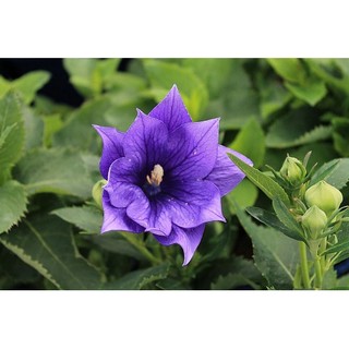 Hạt giống hoa Cát cánh kép xanh tím